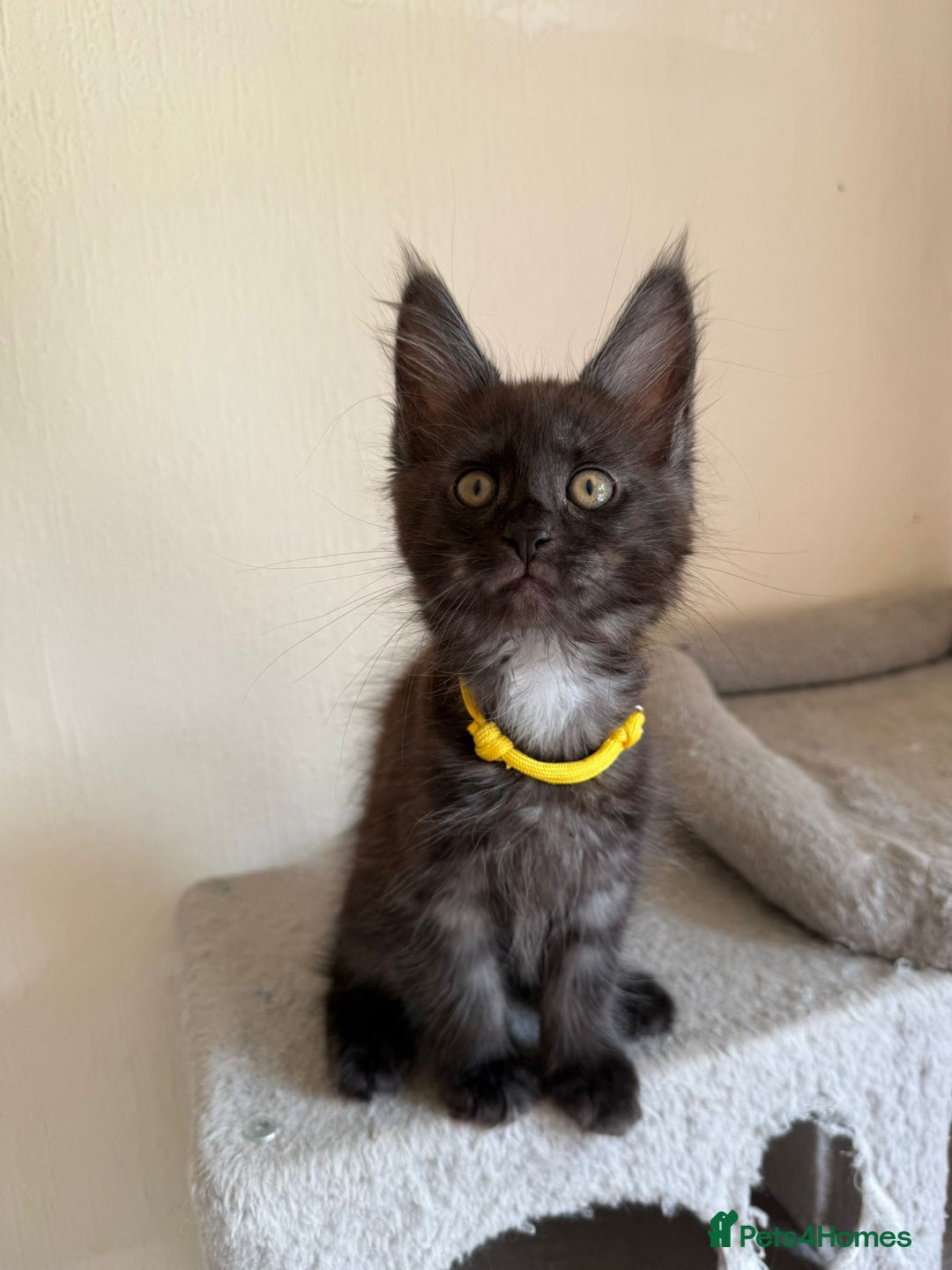Maine Coon cats for sale: Pedigree GCCF Russian Import line Maine Coons - Image 19