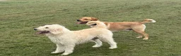 Labradoodle dogs for sale: Beautiful labradoodle puppies smart and gently in Fraserburgh - Advert 20