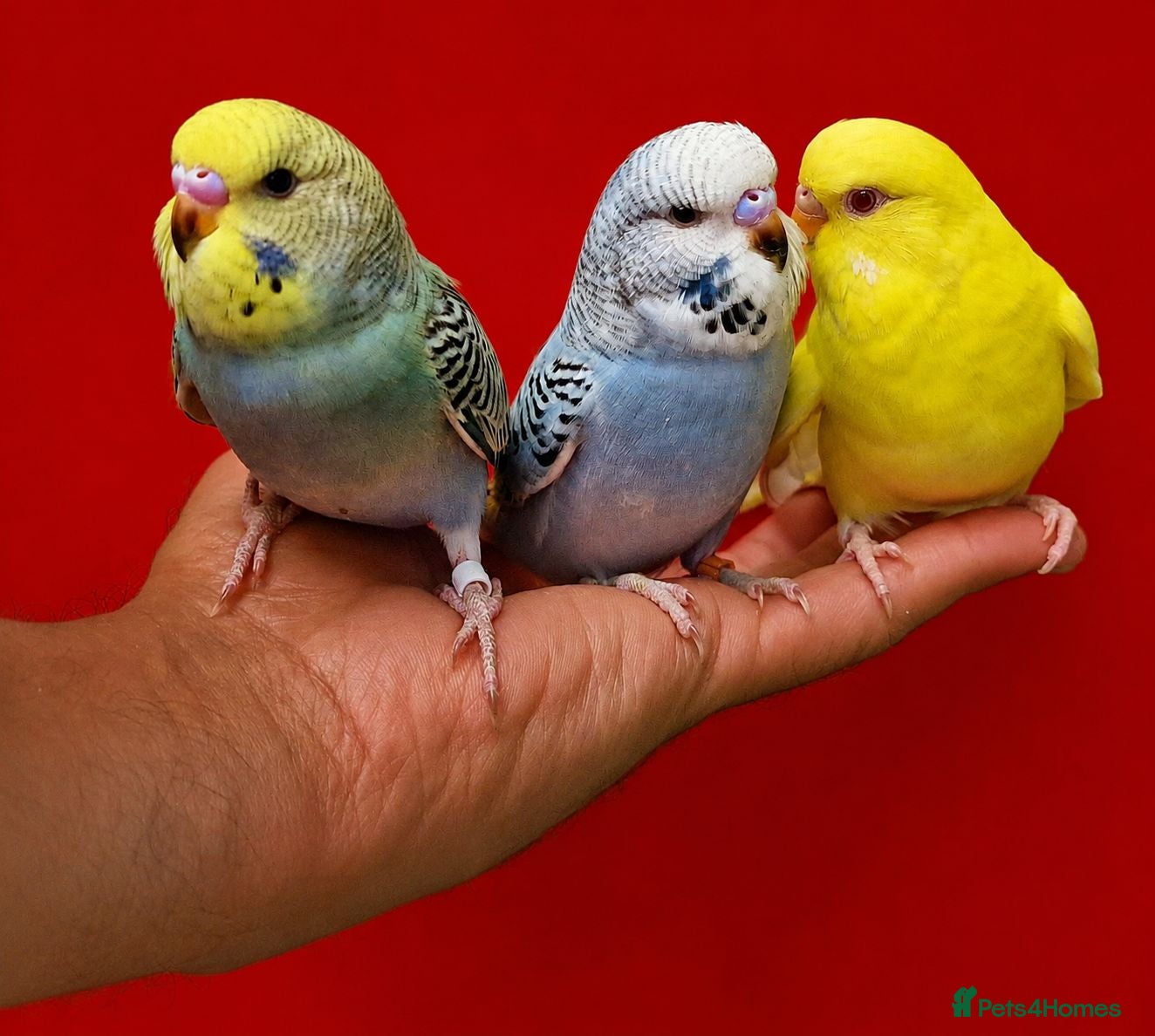 Budgerigars birds Super silly hand tamed baby budgies  - Advert 1
