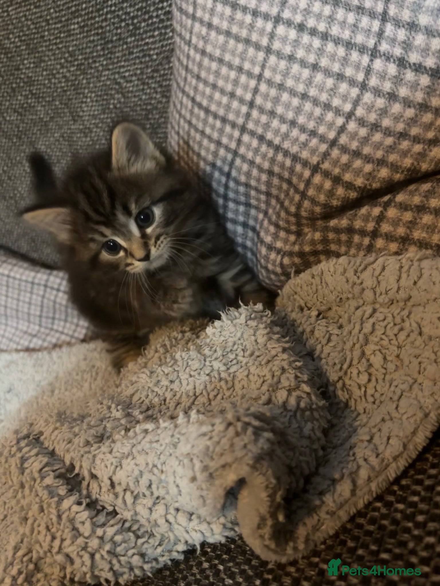 British Longhair cats for sale: Luna’s beautiful British longhair kittens 🐾🥰 in Bury Saint Edmunds - Advert 6