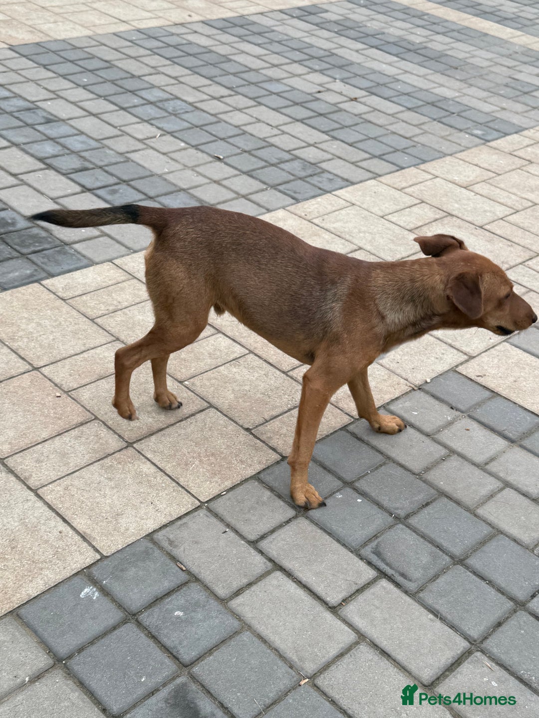 Fox Terrier dogs for adoption: Sweet Felix Needs LOVE - Advert 8