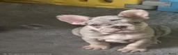 French Bulldog dogs for sale: French Bulldog Puppies - Advert 17