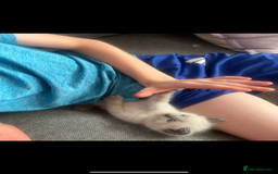 Ragdoll cats for sale: Gorgeous pedigree Ragdoll kittens for sale  - Image 15
