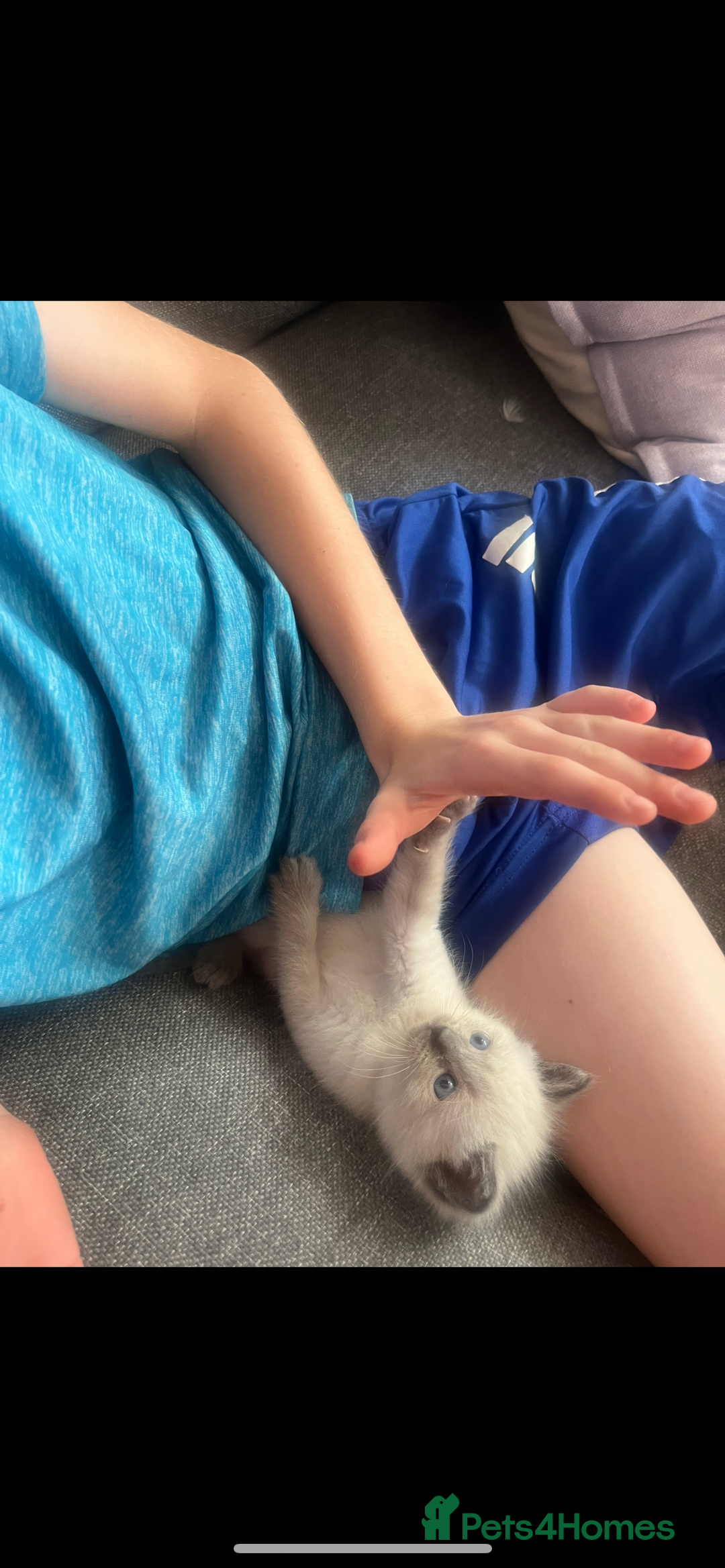 Ragdoll cats for sale: Gorgeous pedigree Ragdoll kittens for sale  - Image 15