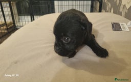Mixed Breed dogs for sale: 4 french bulldog x boarder terror girls  - Image 9