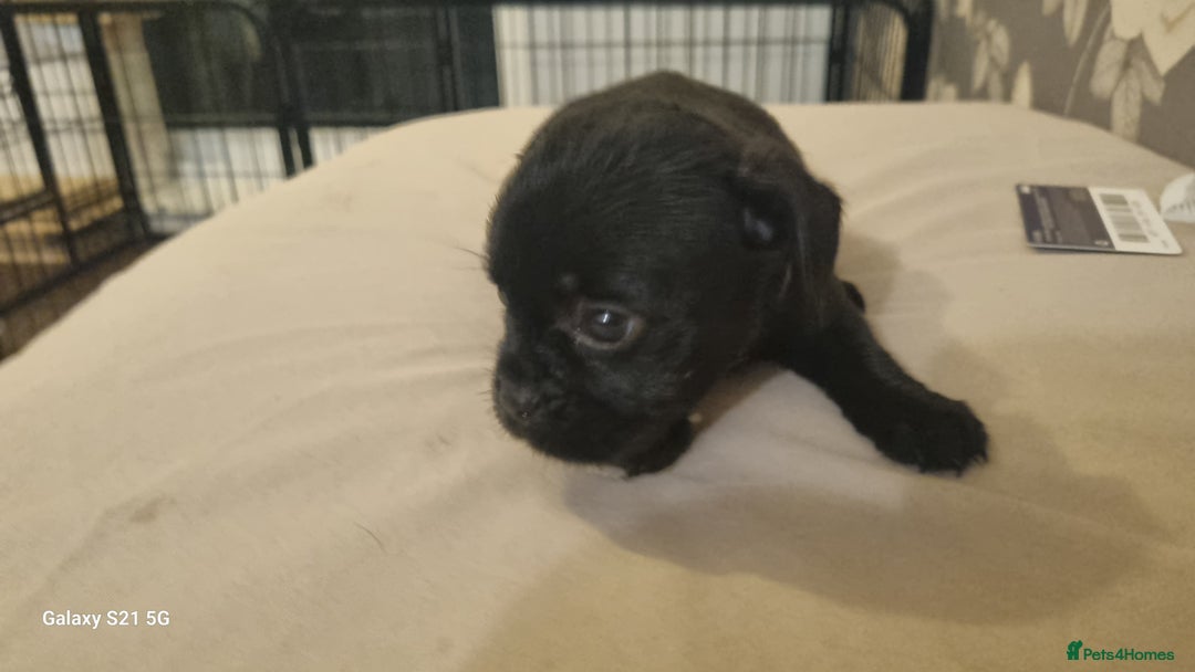 Mixed Breed dogs for sale: 4 french bulldog x boarder terror girls  - Image 9