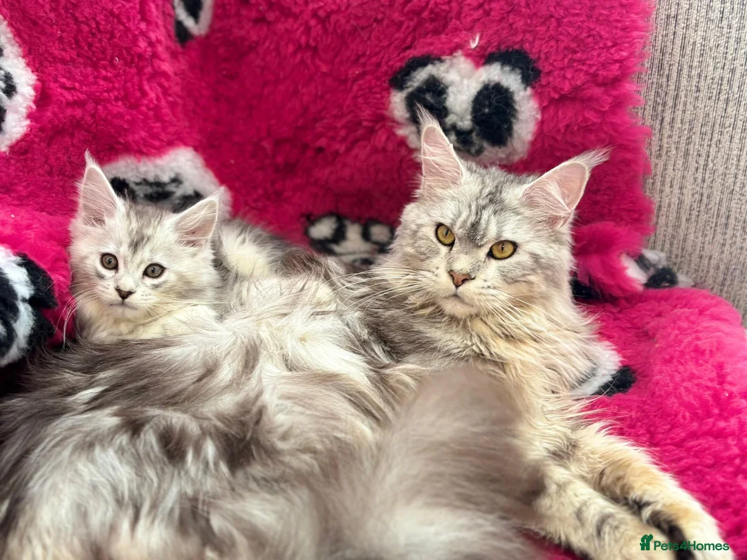Maine Coon cats for sale: Maine coon kittens ready now pure mainecoon - Advert 6