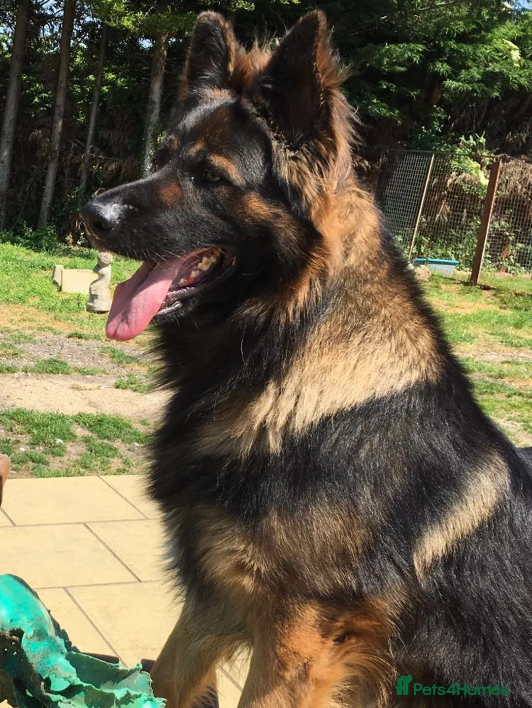 German Shepherd dogs for stud: Jerry Available At Stud Fully Health Tested Clear in Wisbech - Advert 4