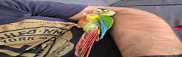 Conures birds for sale: Silly Conure  - Advert 7