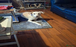 Whippet dogs for sale: 2 older beautiful dogs  - Image 2