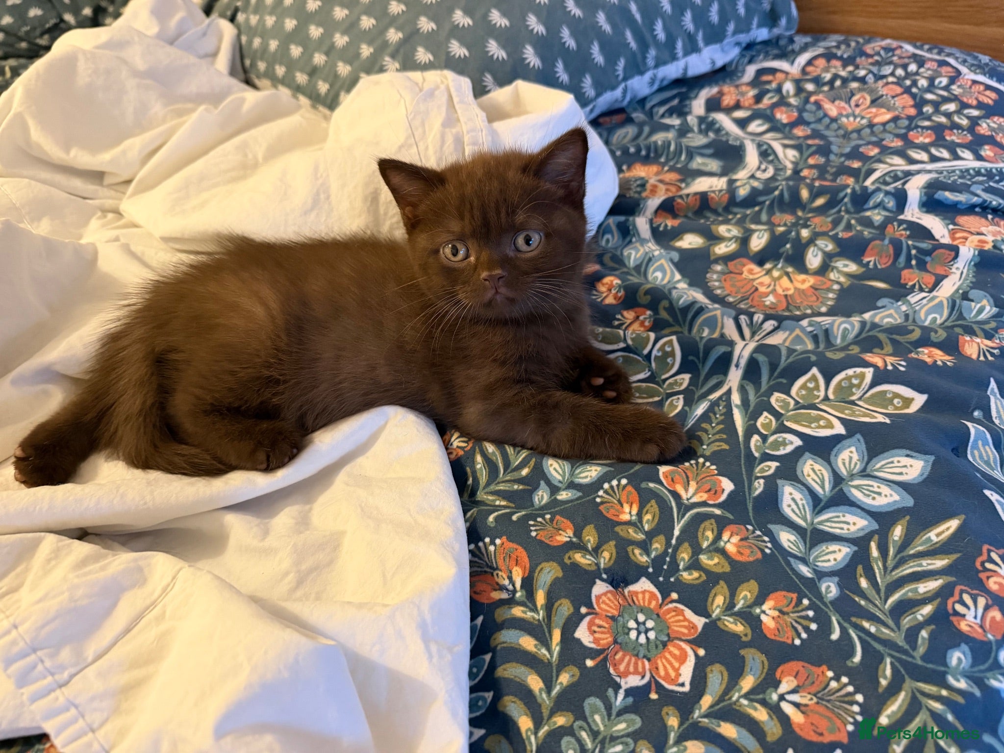 British Shorthair cats Tica registered BSH kittens - Advert 1