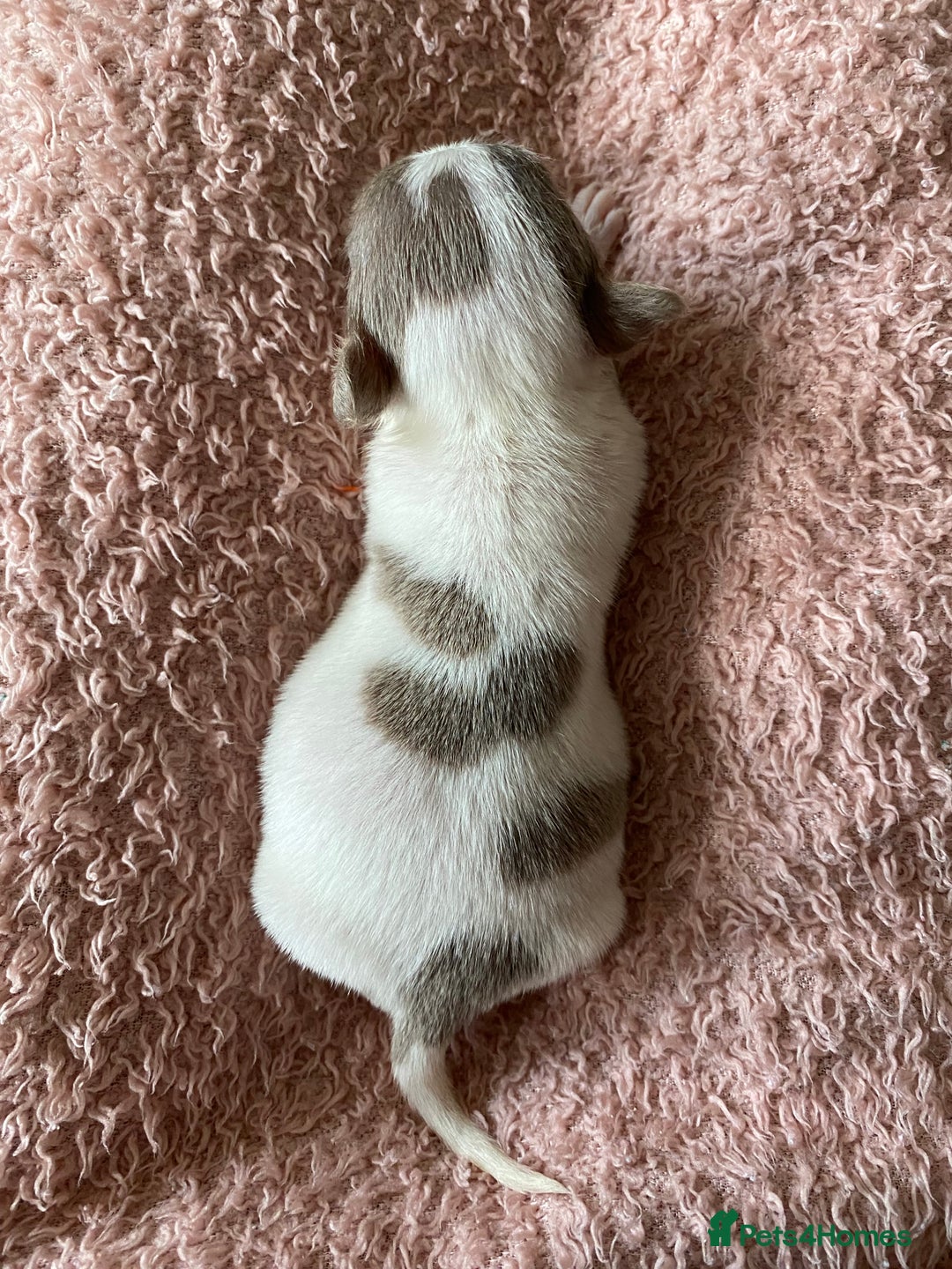 Chihuahua dogs for sale: Exquisite KC Registered Apple Chihuahua Puppies 💖 - Image 10