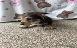Dachshund dogs for sale: 🐾 Beautiful wired haired Dachshund Puppies - Image 17