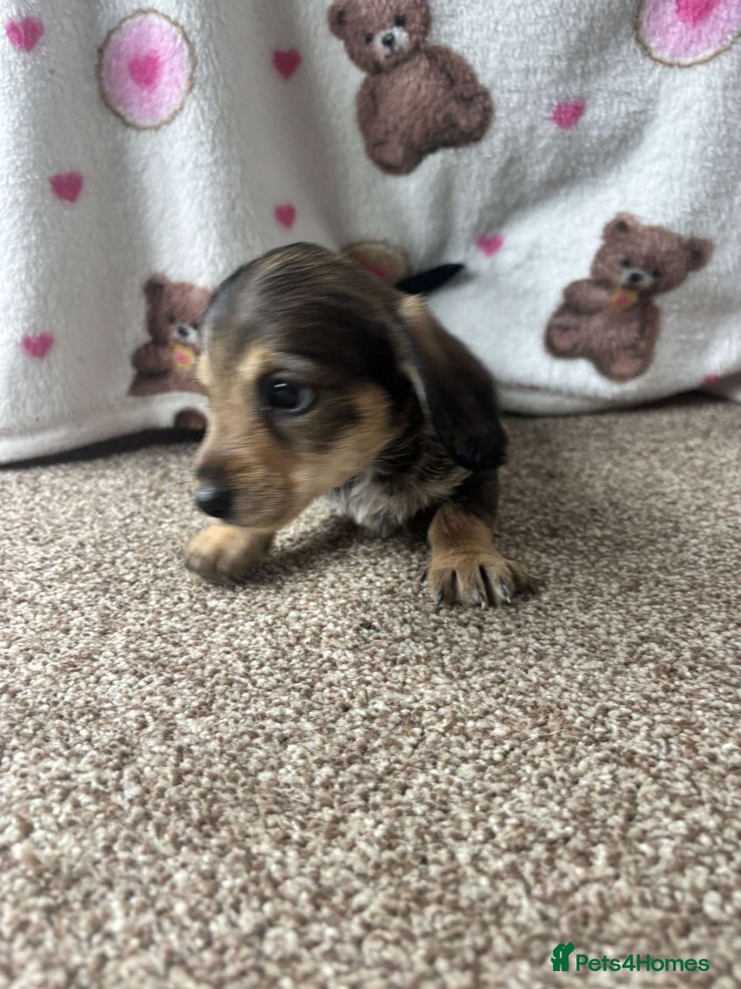 Dachshund dogs for sale: 🐾 Beautiful wired haired Dachshund Puppies - Image 17