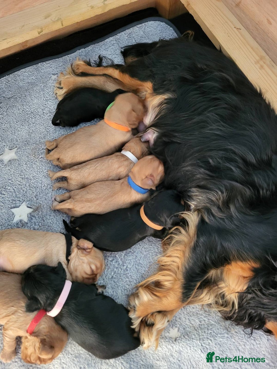 Cavalier King Charles Spaniel dogs for sale: Stunning Cavalier Puppies–Champ Blood,HealthTested - Image 5