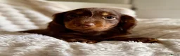 Miniature Dachshund dogs for sale: Miniature dachshund puppies  - Advert 5