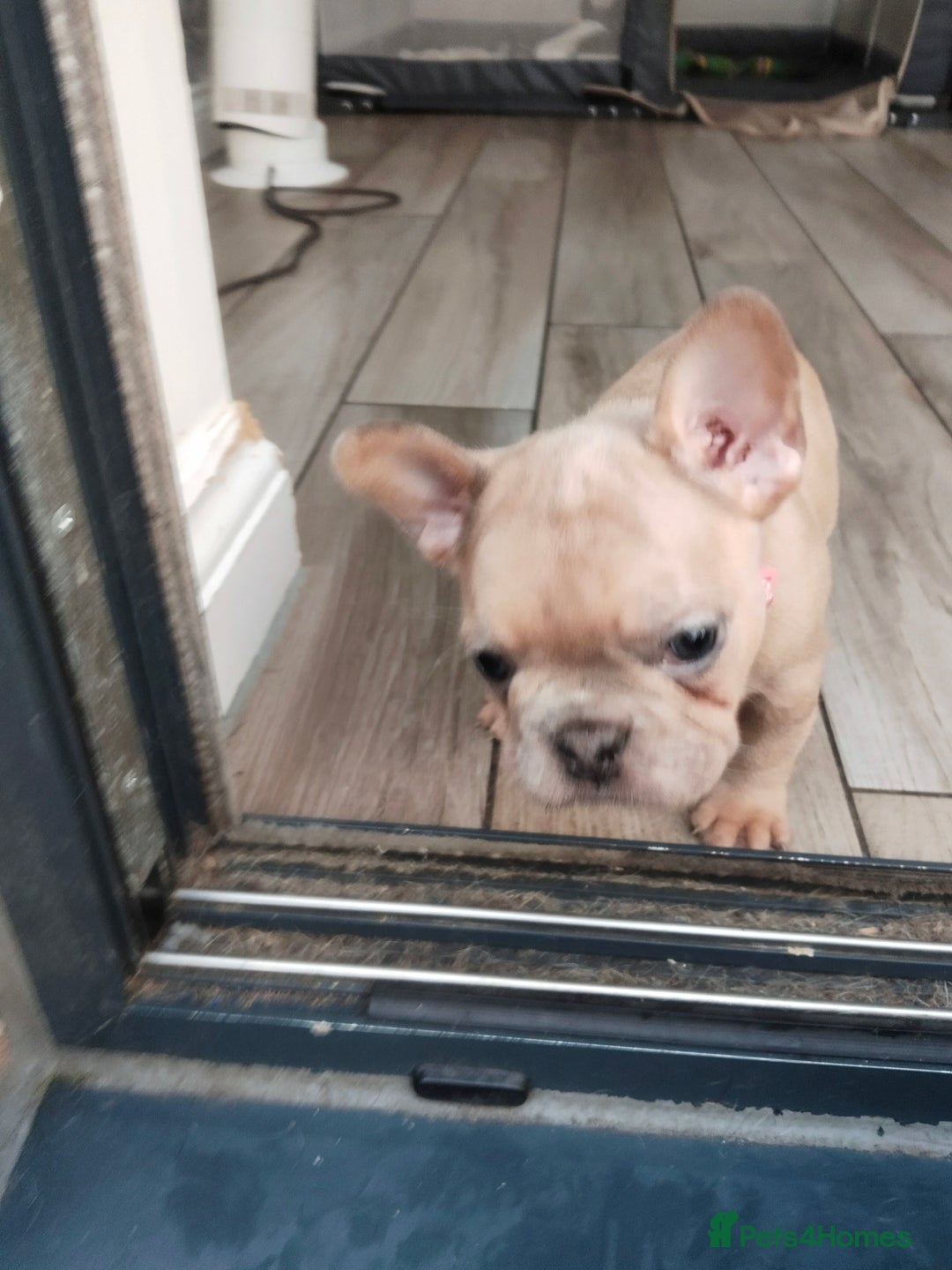 French Bulldog dogs for sale: French Bulldog Puppies  - Image 5