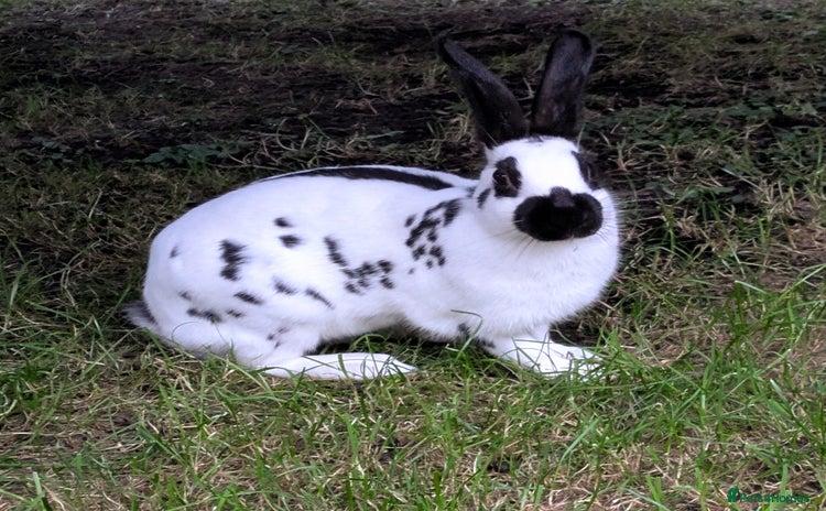 English Spot rabbits - Advert 1