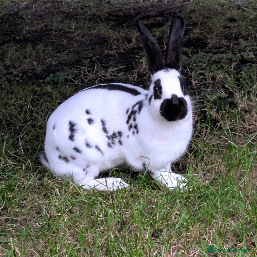 English Spot rabbits for sale: English Spot Doe - Image 1