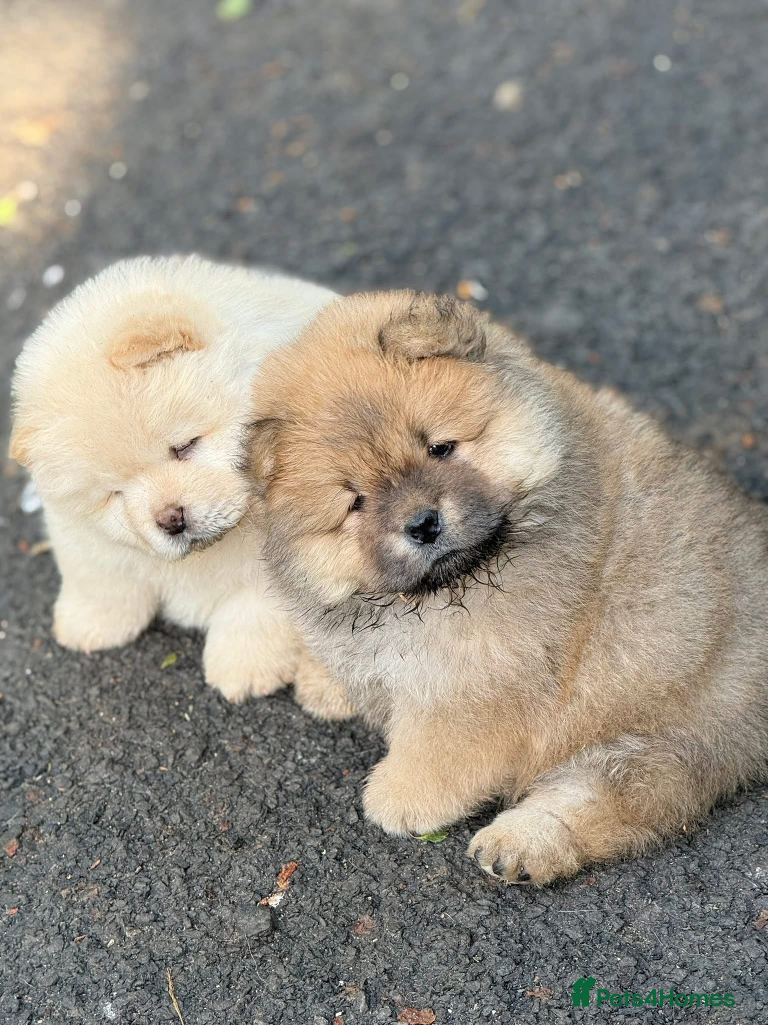 Chow Chow dogs Kc Registered Chow Chow Pups - Advert 6