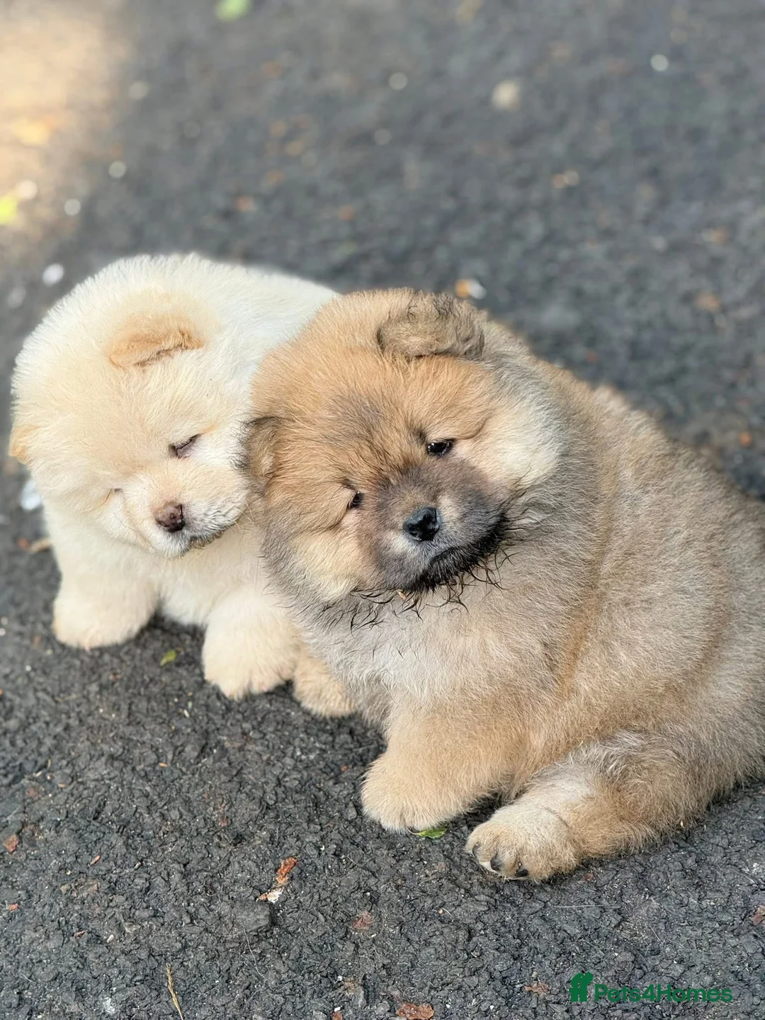 Chow Chow dogs for sale: Kc Registered Chow Chow Pups - Advert 1