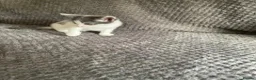Domestic Shorthair cats for sale: Gorgeous Grey and White Kittens For Sale - Advert 17