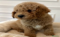 Cavapoo dogs for sale: Cavapoo puppy’s Extensively health tested parents - Image 8