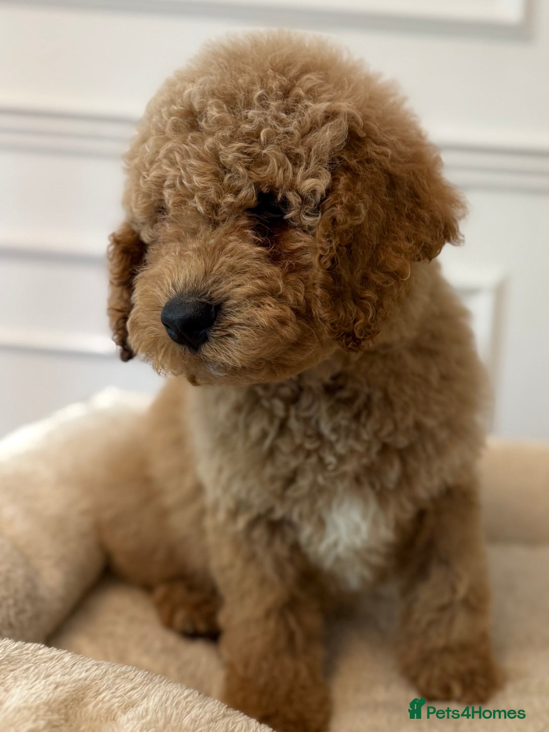 Cavapoo dogs for sale: Cavapoo puppy’s Extensively health tested parents - Image 8