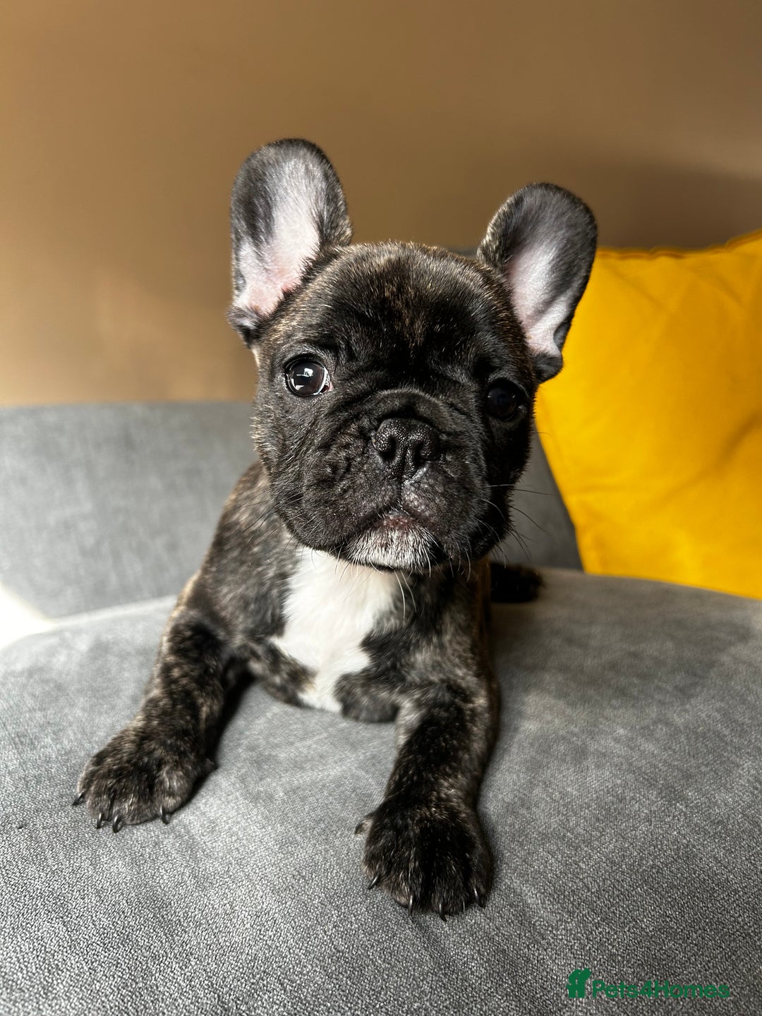 French Bulldog dogs for sale: KC, standard colours French Bulldog puppies🐾 - Image 35
