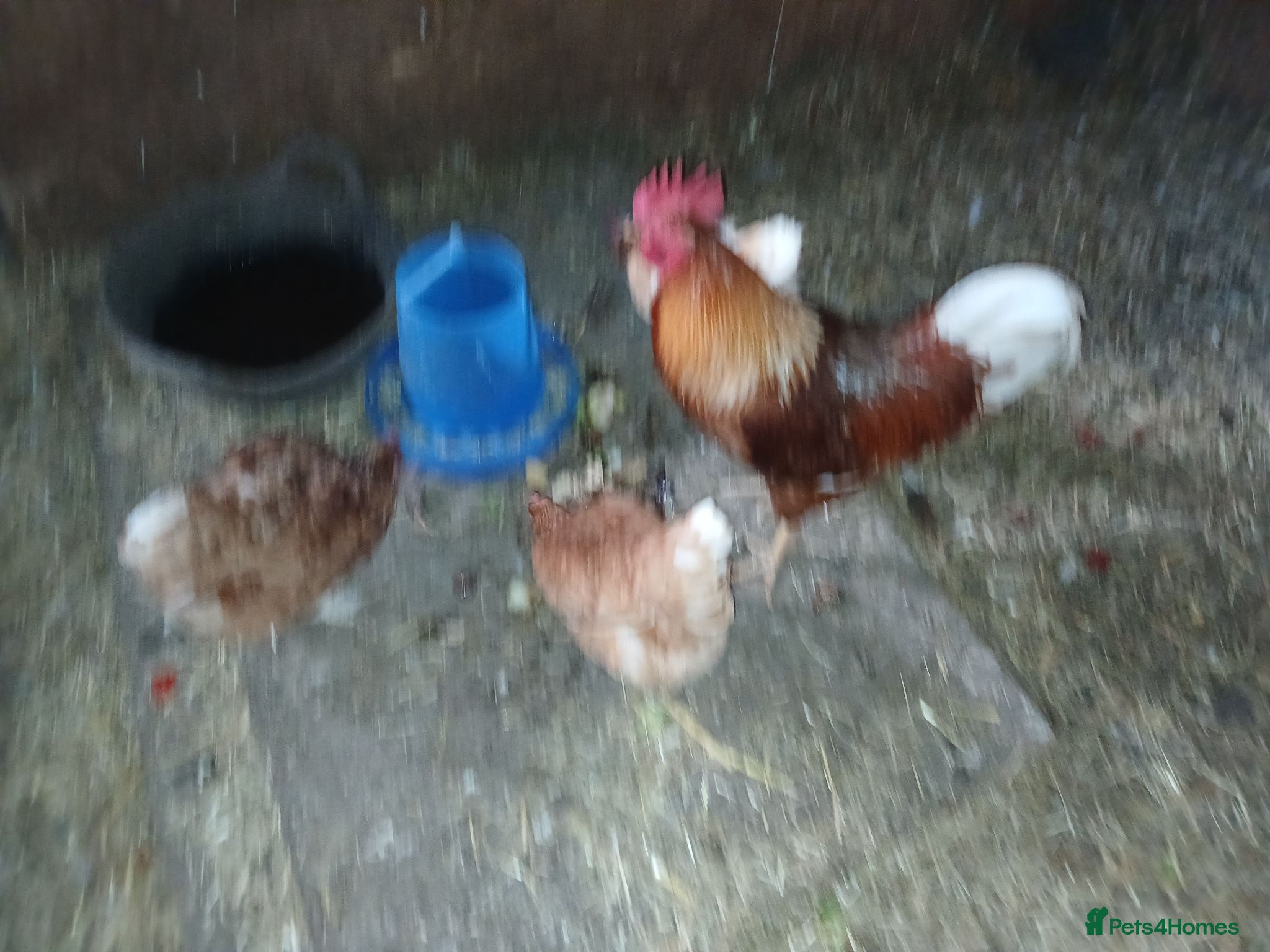 Chickens poultry Laying chickens - Advert 6