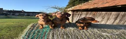 Miniature Dachshund dogs for sale: Beautiful mini dachshund girls🥰 - Advert 7