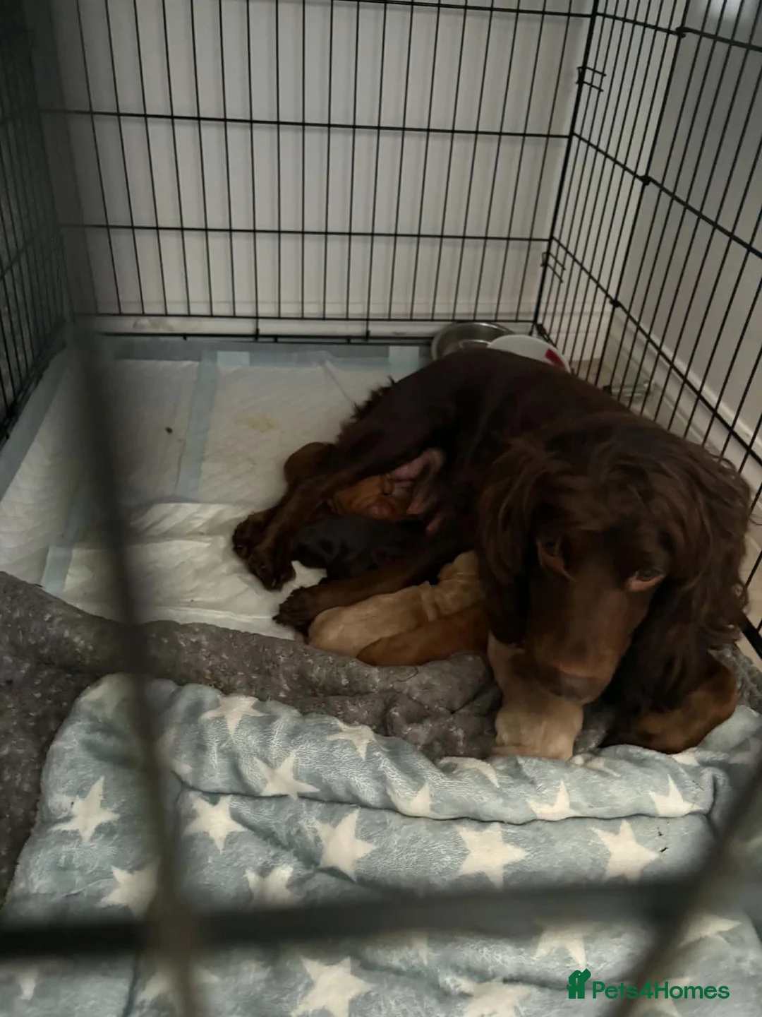 Cocker Spaniel dogs for sale: Working cocker spaniel  in Bristol - Advert 12