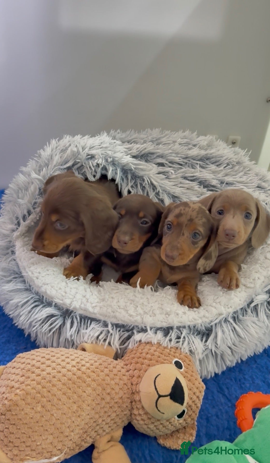 Miniature Dachshund dogs long & short hair miniture Daxi puppy’s 4 girls 💕 - Advert 1