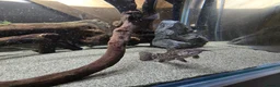 Catfish fish for sale: Hoplo Catfish and Corydora catfish in Manchester - Advert 3