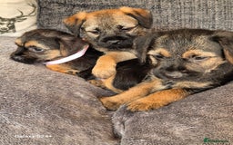 Border Terrier dogs for sale: Stunning border terrier puppys - Image 13