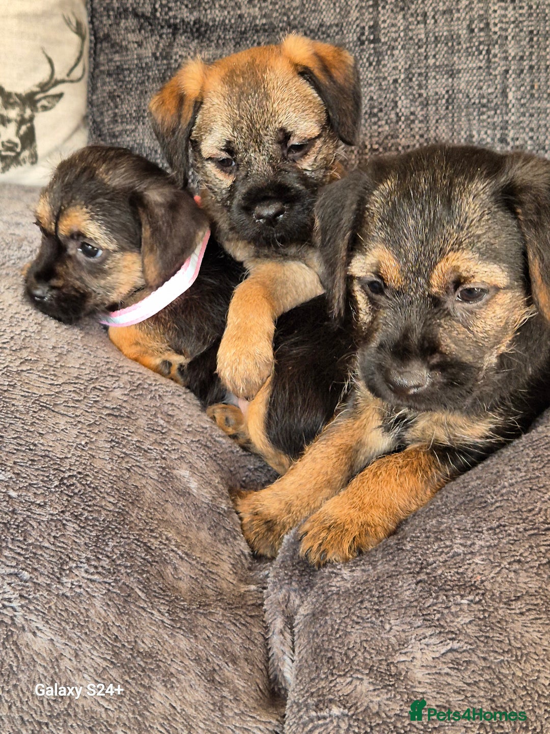 Border Terrier dogs for sale: Stunning border terrier puppys - Image 13