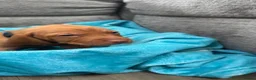 Hungarian Vizsla dogs for sale: 7 beautiful Hungarian vizsla puppies  - Advert 19