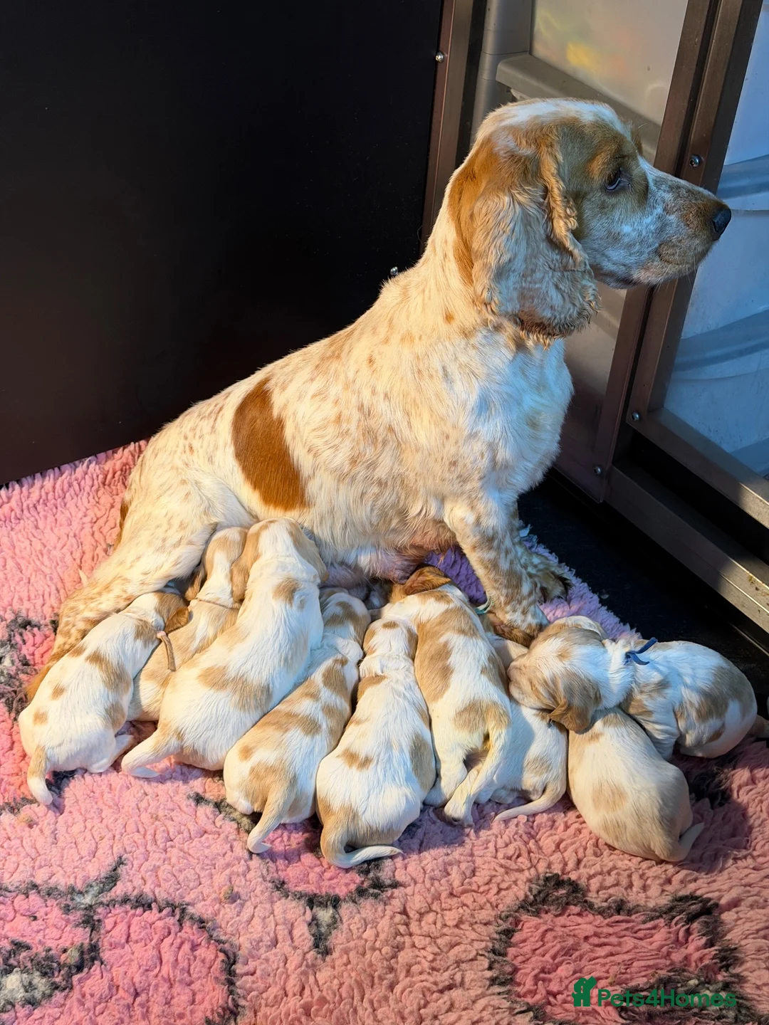 Cocker Spaniel dogs for sale: Health tested parents orange roan show type  - Advert 1