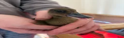 Ducks poultry for sale: 4 Khaki Campbell Ducklings - Advert 3