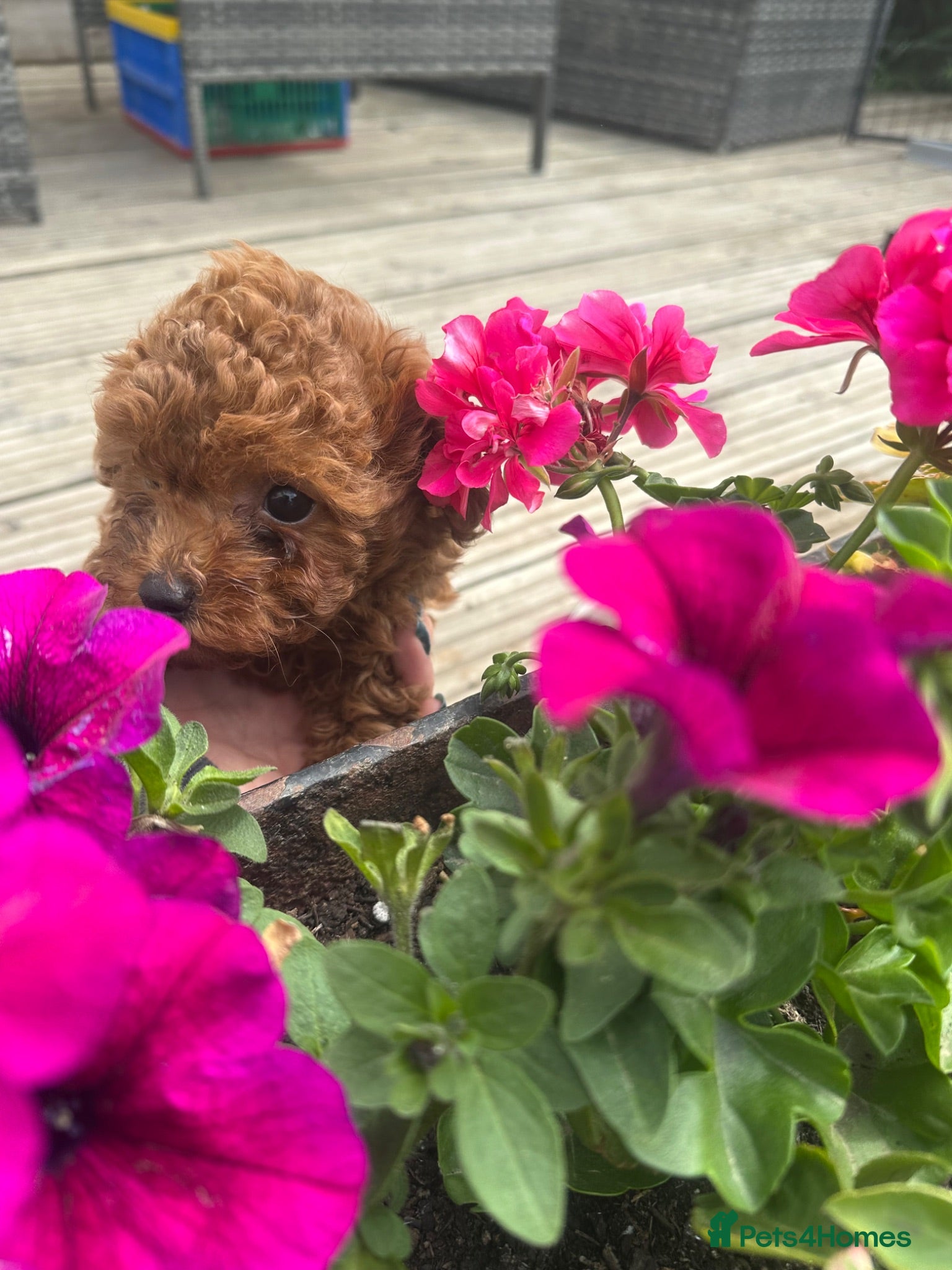 Toy Poodle dogs Gorgeous red girl for sale - Advert 1