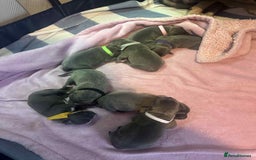 Mixed Breed dogs for sale: Blue staffy x classic bully Puppies 🐶 💙  - Image 14