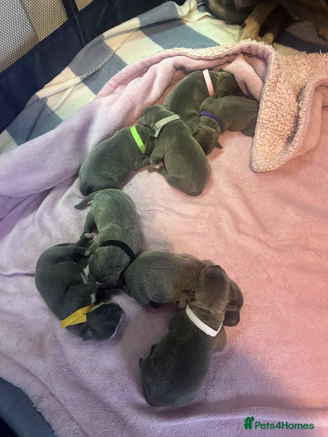 Mixed Breed dogs for sale: Blue staffy x classic bully Puppies 🐶 💙  - Image 14