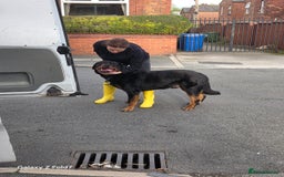 Rottweiler dogs for sale: Rottweiler 14 weeks old - Image 2