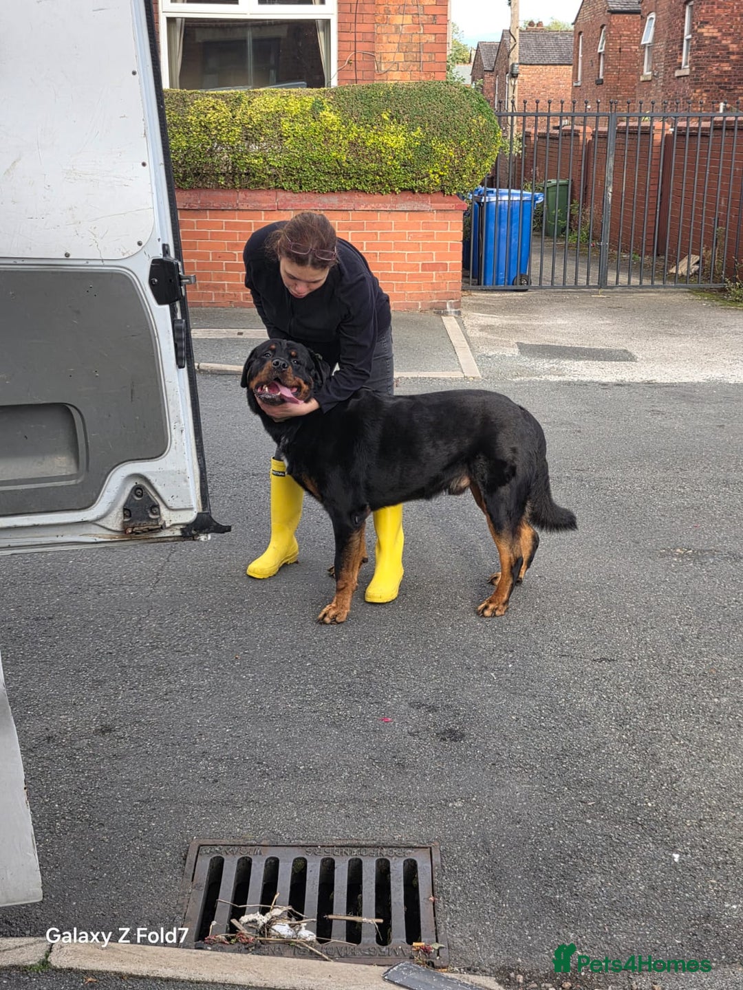 Rottweiler dogs for sale: Rottweiler 14 weeks old - Image 2