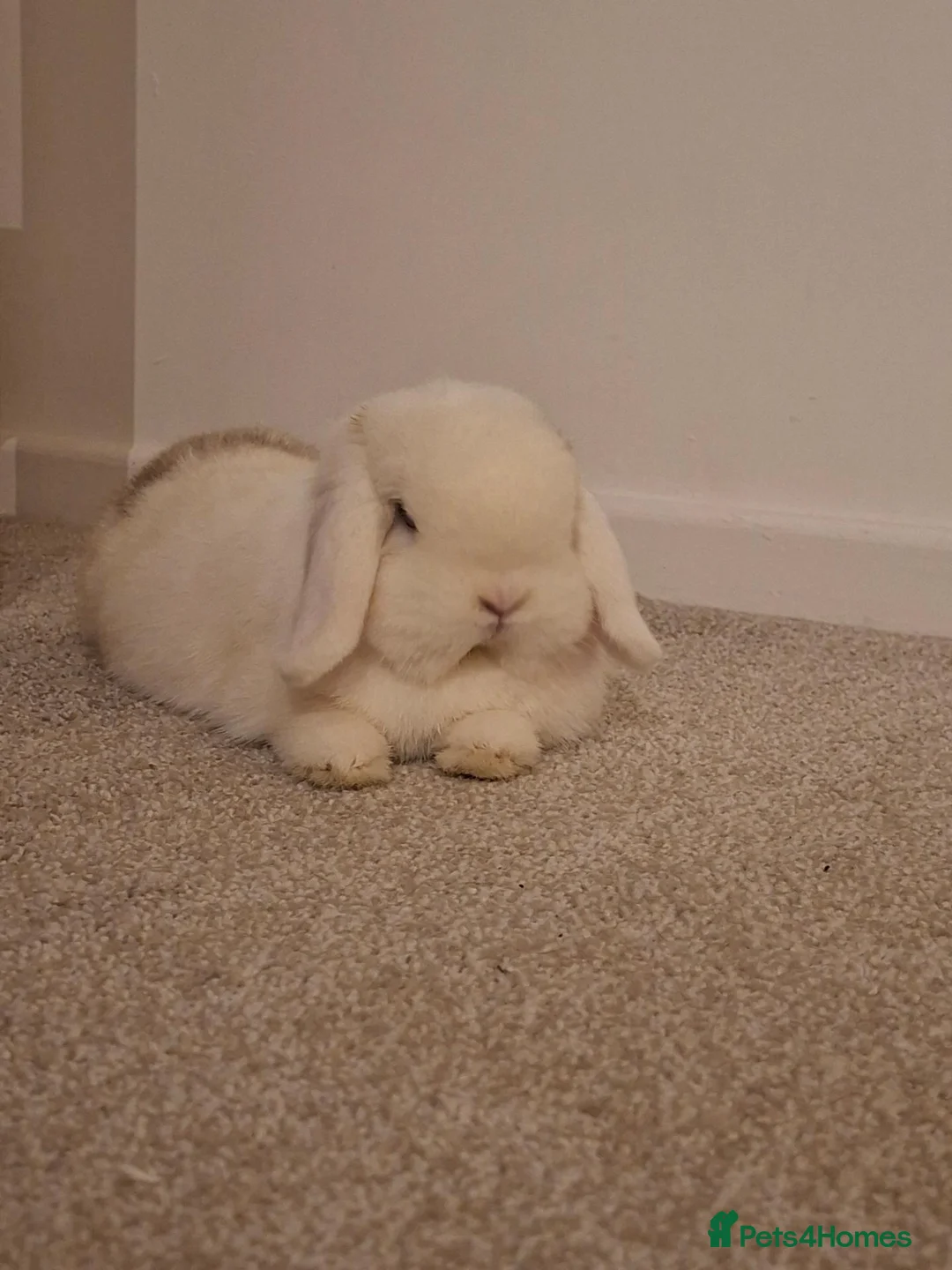 Mini Lop rabbits for sale: Lightly marked blue magpie - Advert 2