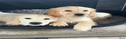 Goldador dogs for sale: Golden retriever 3/4 x 1/4 Labrador puppies in Barnsley - Advert 8