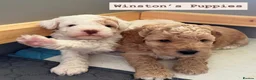 Cockapoo dogs for stud: Handsome F1 Cockapoo Stud. Proven,Healthy & Gentle in Ellesmere Port - Advert 5