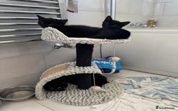 Mixed Breed cats for sale: Tuxedo Kittens  - Image 4