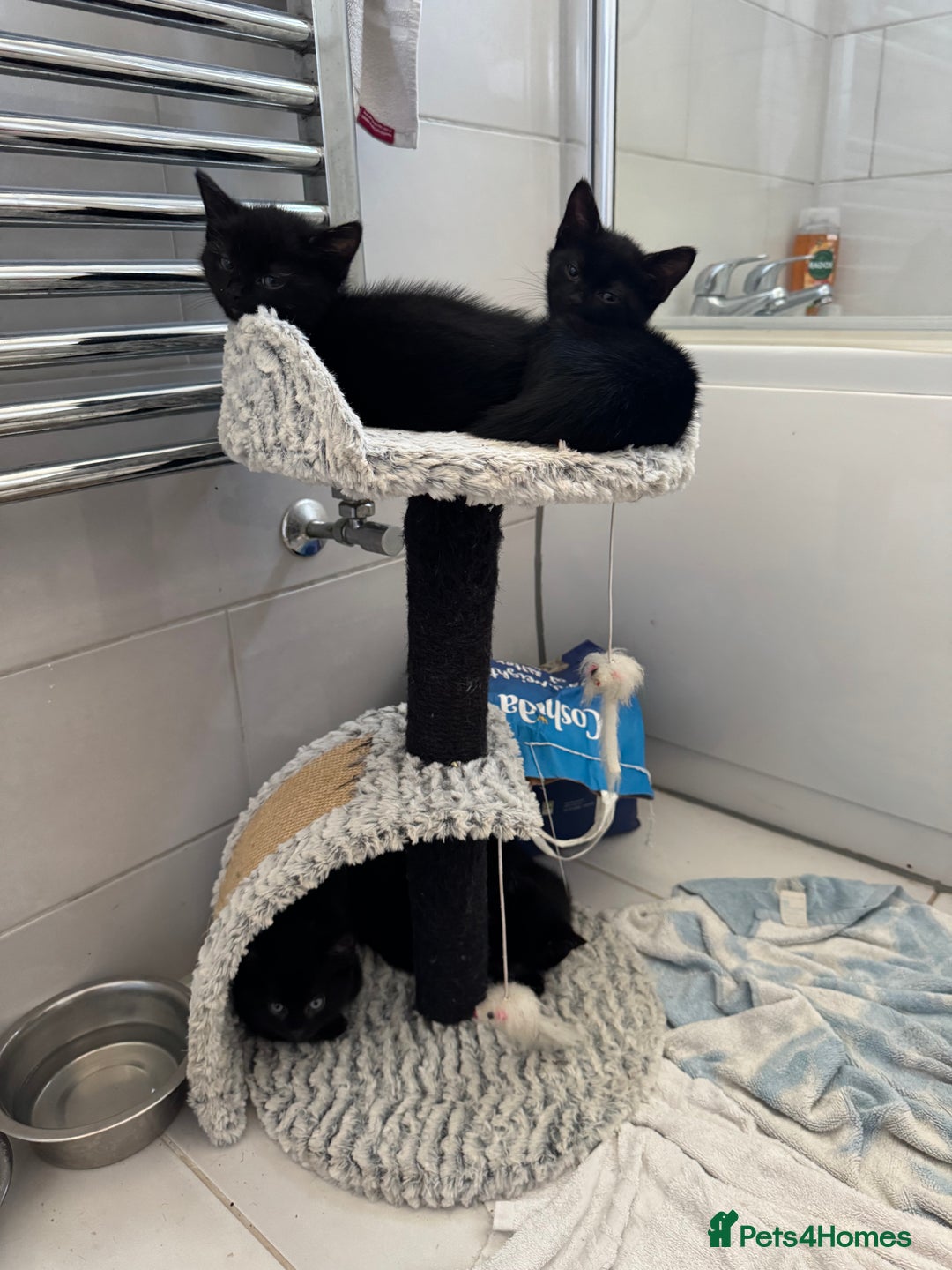 Mixed Breed cats for sale: Tuxedo Kittens  - Image 4