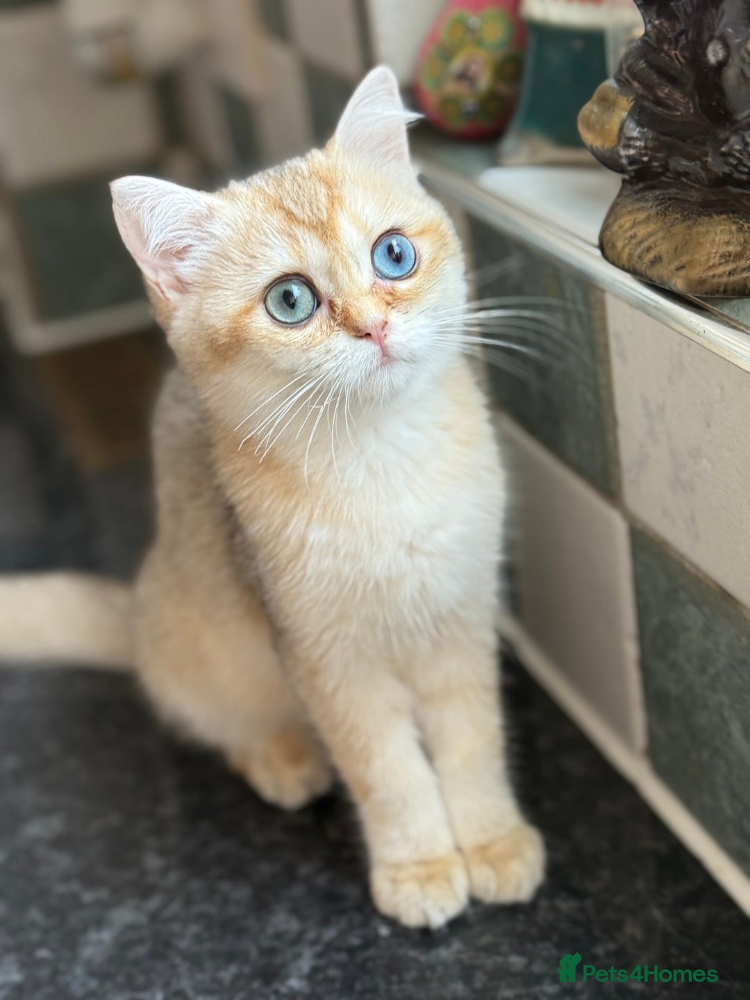 British Shorthair cats for sale: GCCF reg BSH Last Black Golden Odd Eyes Female in London - Image 29